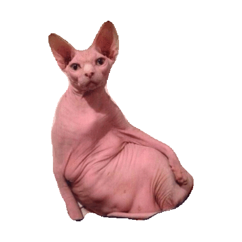 relax wtf STICKER by imoji