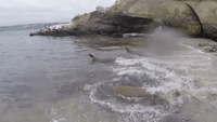 Sleeping Seals Wake up, Causing Chaos on San Diego Beach