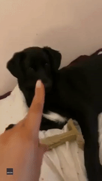 Cheeky Dog Bares Teeth as Owner Says 'No'