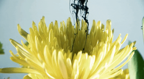 slingshot dakota flower GIF by Topshelf Records