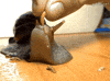 snail eating GIF