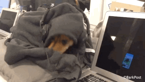 Puppy Love Lol GIF by The BarkPost