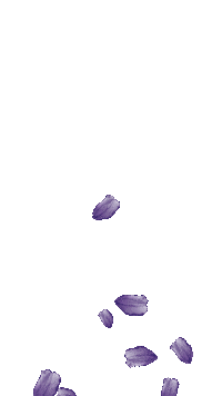 Petals Wisteria Sticker