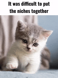 My Name Is Cat GIF