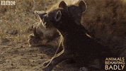 brothers and sisters baby GIF by BBC
