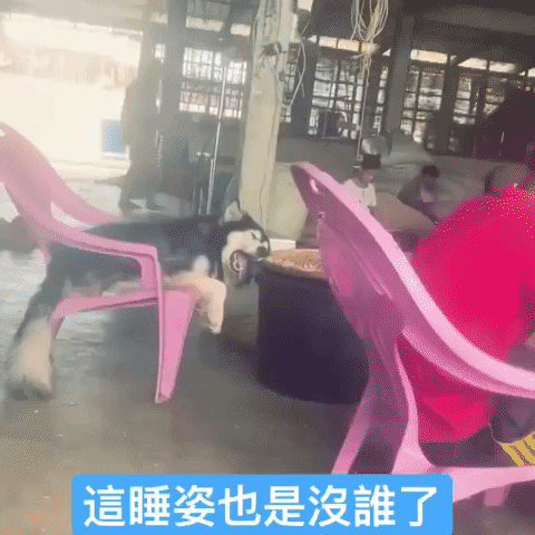 cuteanimalland giphyupload GIF