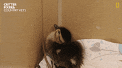 National Geographic Box GIF by Nat Geo Wild