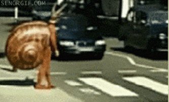 costume snail GIF by Cheezburger