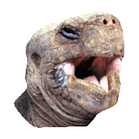 happy cover STICKER by imoji