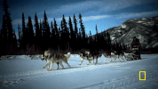 natgeochannel life below zero GIF