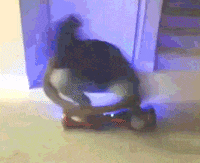 funny videos lol GIF by America's Funniest Home Videos