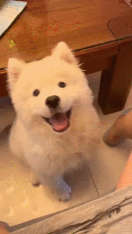 cuteanimalland giphyupload GIF