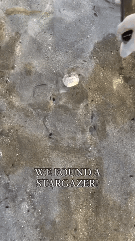 cuteanimalland giphyupload GIF