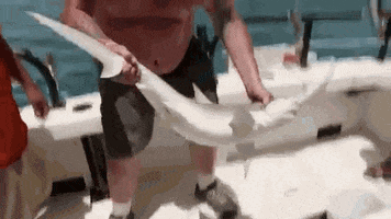shark fishing GIF by Party Down South