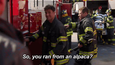 Alpaca 911 On Fox GIF by FOX TV