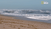 pupparazzi puppy potty face GIF by Nat Geo Wild