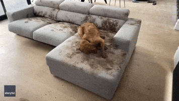 Golden Retriever Makes 'Mud Pit' of Couch While Owners Distracted by Work Meetings