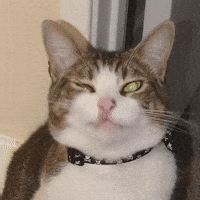 Sick Cat GIF