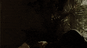 toronto international film festival femalefilmmakers GIF by TIFF
