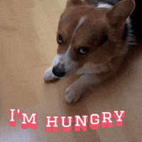 Im Hungry GIF