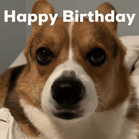 Happy Birthday Dog GIF