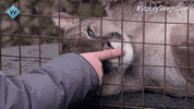 Lion King Monkey GIF
