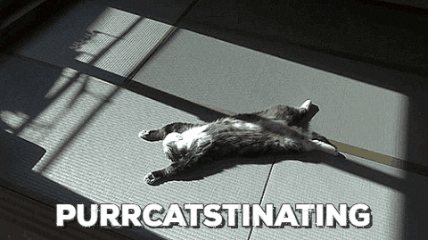 cat procrastinating GIF