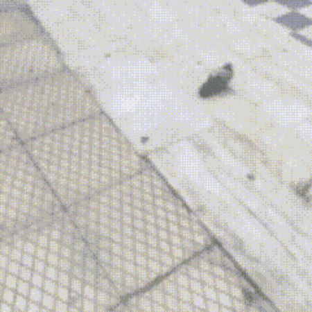 Dekaoktw giphygifmaker giphycreatortest pigeon fat pigeon GIF