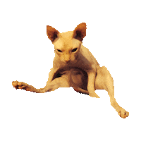 lazy STICKER by imoji
