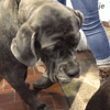 dog GIF by Westminster Kennel Club