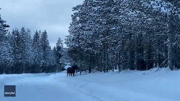 'Isn't That Beautiful?' Pair of Moose Stuns Onlooker in Rural Idaho