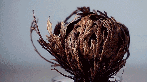rose GIF