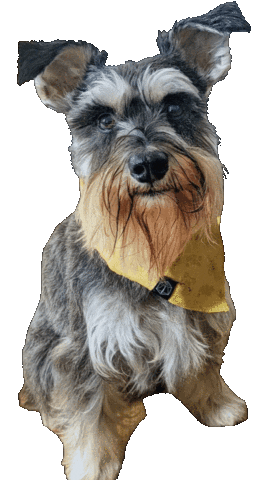 Schnauzer Sticker by Bastian the Talking Terrier