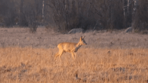 ingovalgma giphyupload GIF