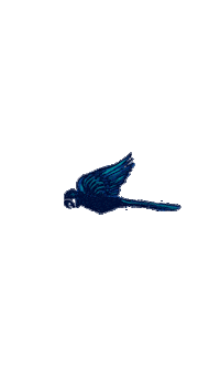 Arara Sticker by Livre e Leve