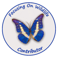 american dance STICKER