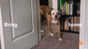 Best Friends Dog GIF by Best Friends Animal Society