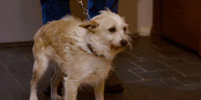 jacob tremblay GIF by Room