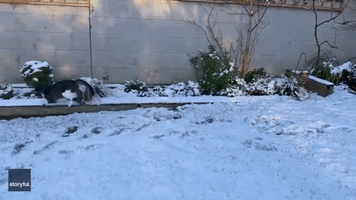 Cat Experiences Snow for First Time