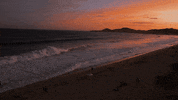 ZachBrandon beach vibes ocean california GIF
