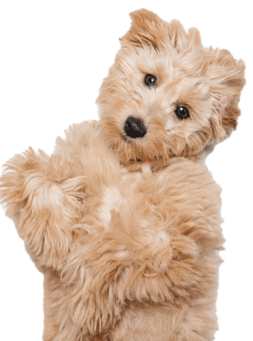 Yell Teddy Bear Sticker