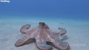 Ocean Floor Octopus
