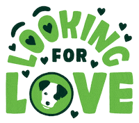 Lookingforlove GIF by PetRescue