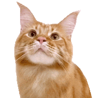Cat Meow Sticker