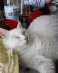 cuteanimalland giphyupload GIF