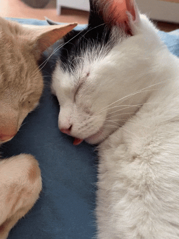 cuteanimalland giphyupload GIF