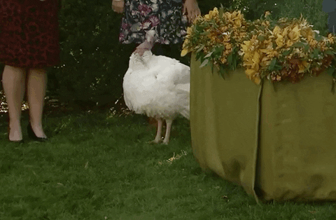 news giphyupload giphynewsuspolitics thanksgiving turkey GIF
