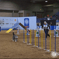 Espn Running GIF by American Kennel Club