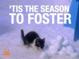 'Tis The Season To Foster