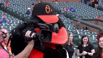 orioles camera mascot baltimore orioles GIF